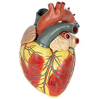Human Heart Anatomy Models